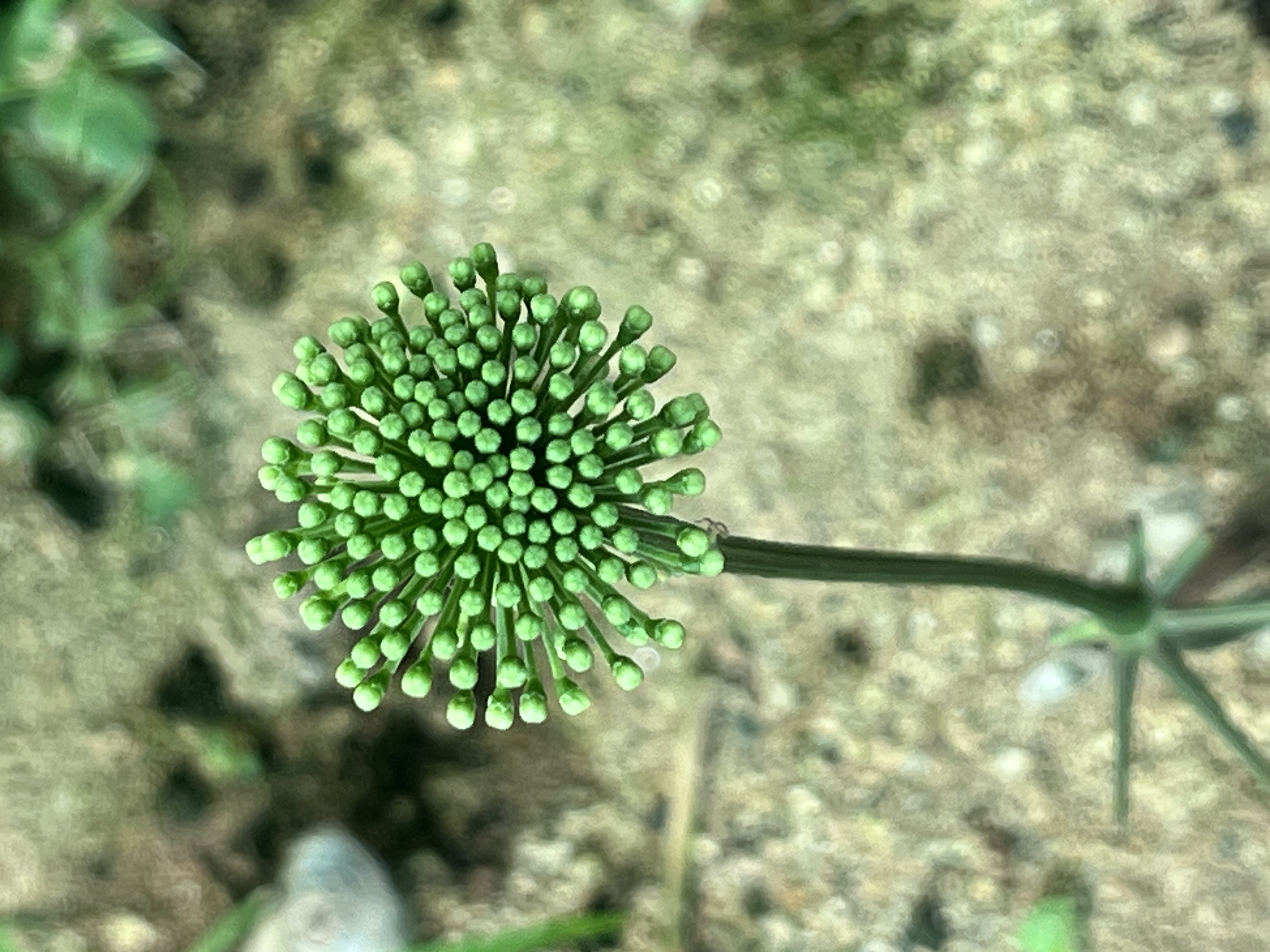 Vườn Sâm Ngọc Hồi co MR2 cao nhất khu vực