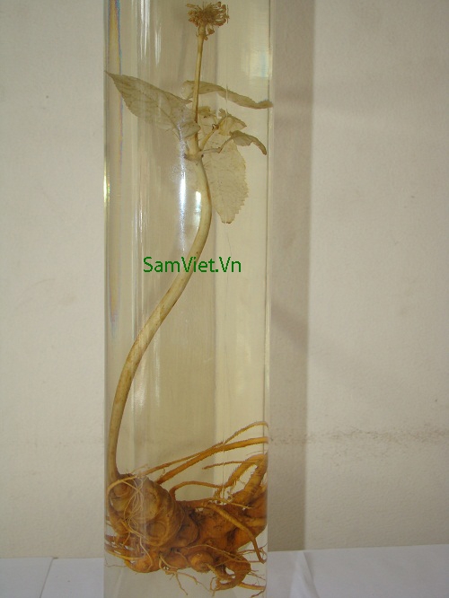 Học cách ngâm sâm Ngọc Linh tốt nhất