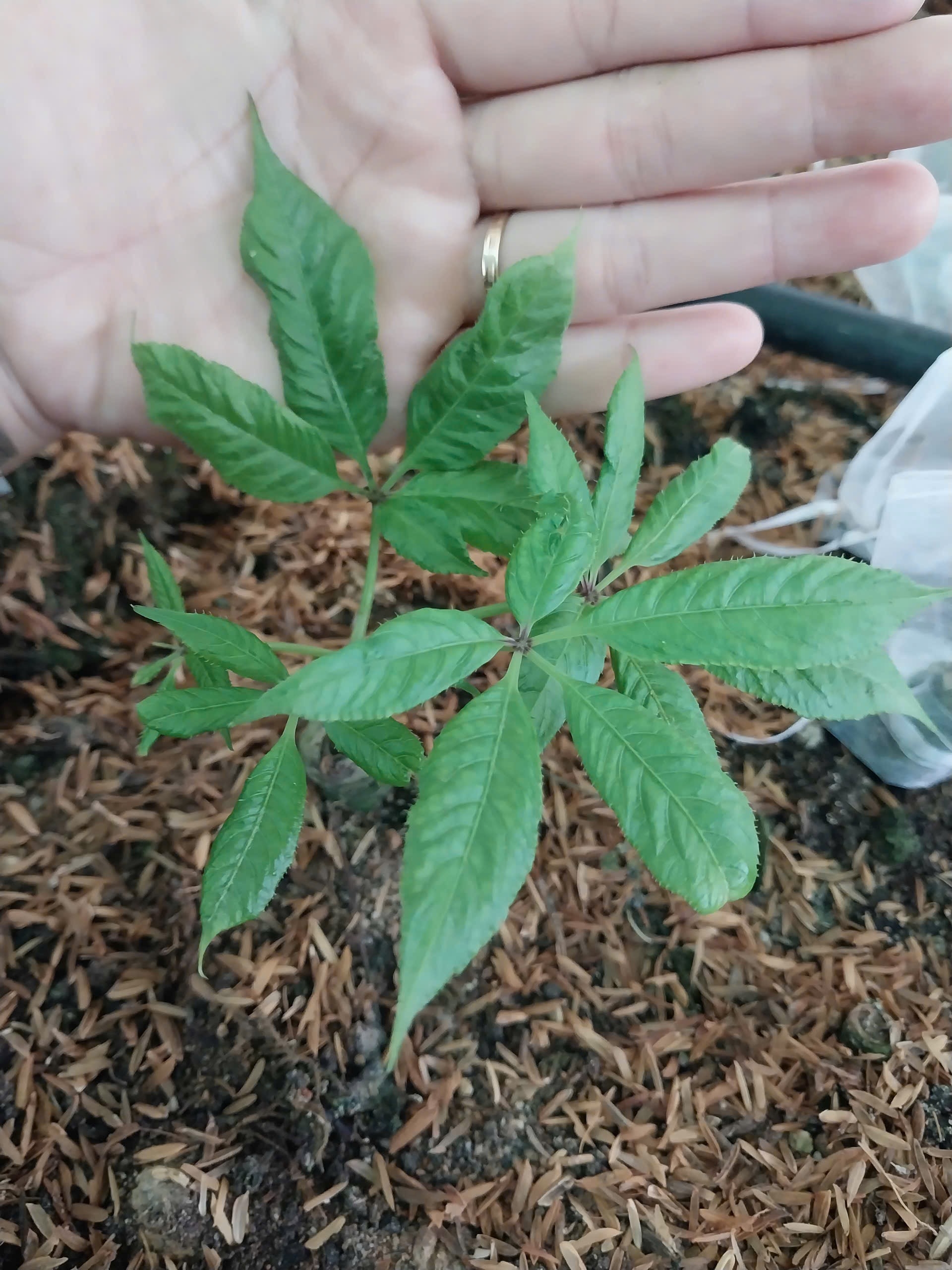 Chọn Sâm Ngọc Linh chất lượng qua đặc điểm nào