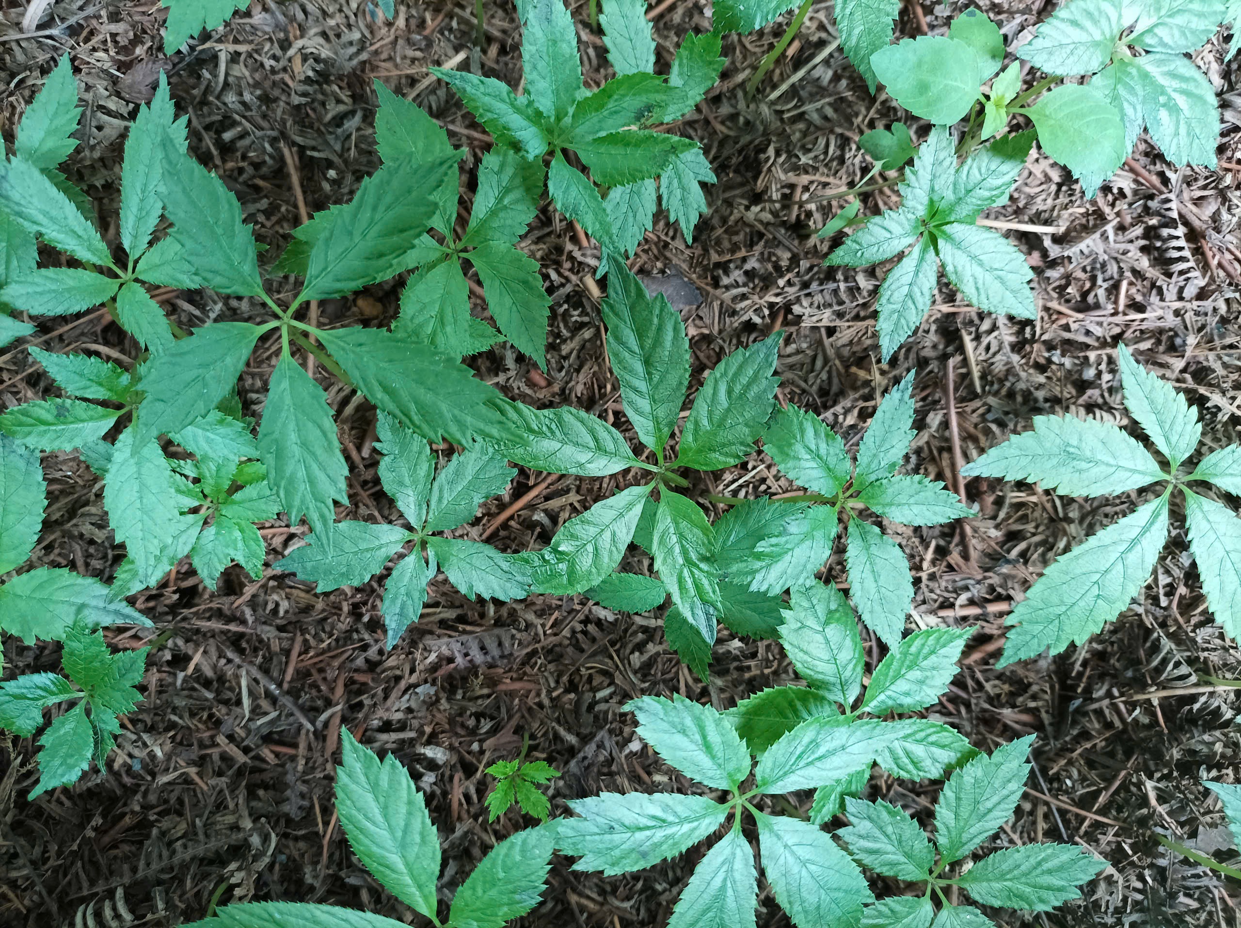 Kiểm định MR2 vườn Sâm Việt chất lượng thế nào ?