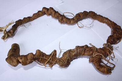 Tam thất hoang mạo danh sâm ngọc linh
