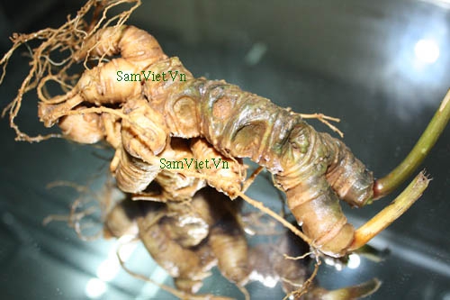 Một số cách dùng thông dụng của Sâm Ngọc Linh