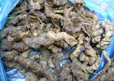 Lai Châu - nơi sâm ngọc linh giả tràn vào kon tum