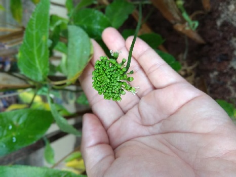 Phân Biệt tam thất hoang thế nào